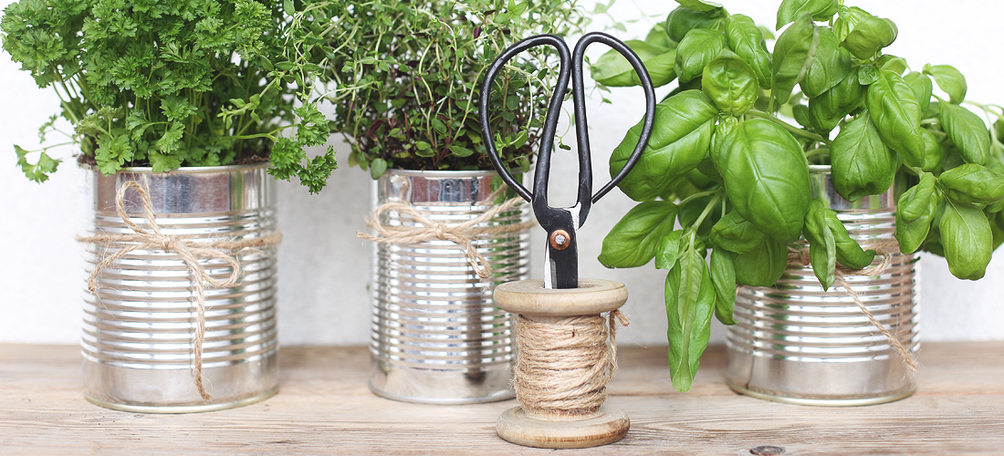 Pesto-Rezept, Kochen mit Kräutern, frische Kräuter, Kräutergarten, Gärtnern, Basilikum, Minze, Thymian