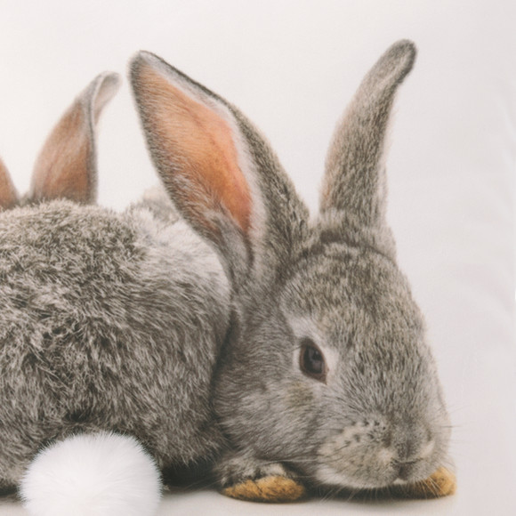 Kussen met haasjesmotief