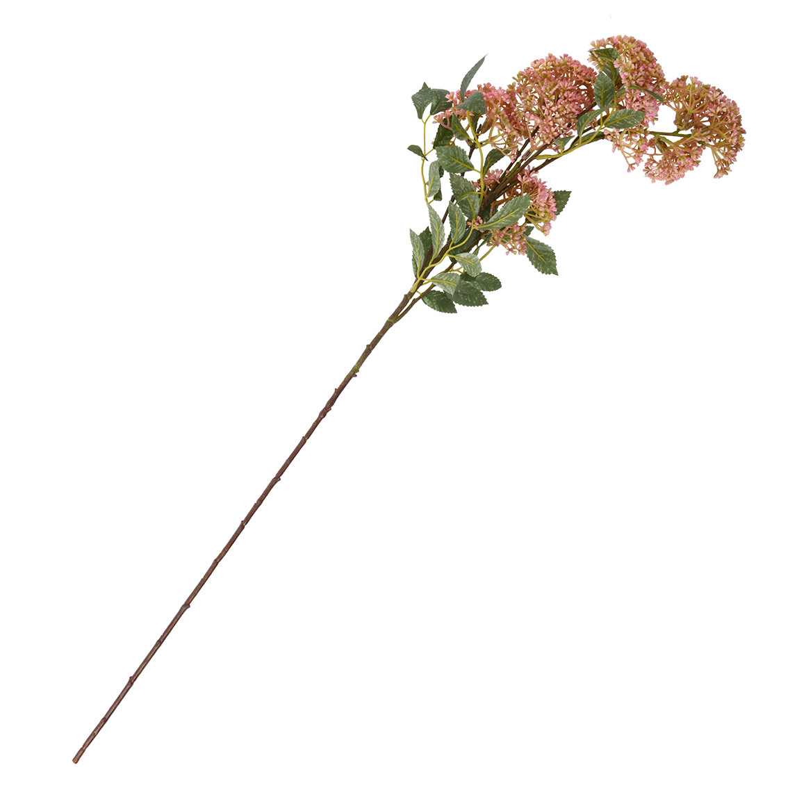 Kunstblume Trachelium