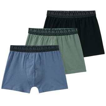 3 Jungen Boxer mit Webbund
